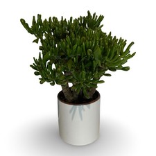 Pianta grassa crassula - pianta,