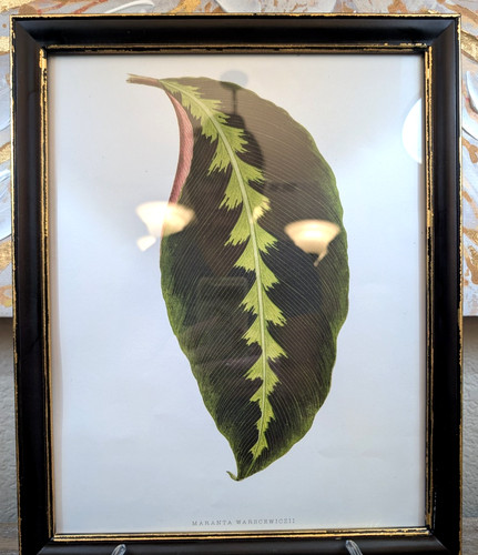 Stampa foglia botanica
