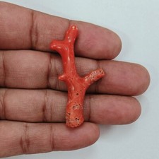 Ramo di corallo marino