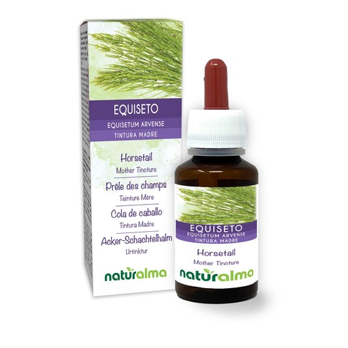 Equiseto coda cavallina - equiseto, o
