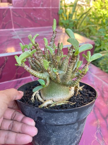 Bonsai nano adenium arabicum - bonsai,