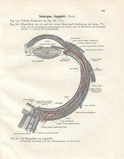 Stampa antica ANATOMIA OCCHIO oculista medicina Sobotta 1931 Antique print