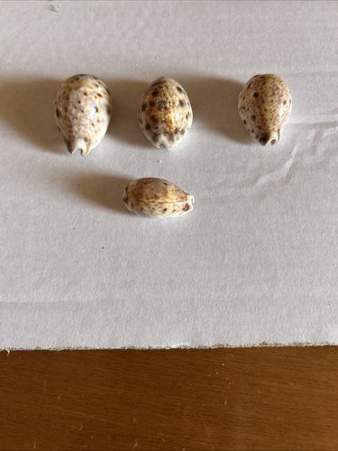 Ciprea lynx rostrata set - ciprea, 4