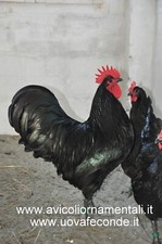 Uova Fertili di Gallina di