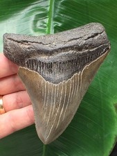 Dente molto affilato del