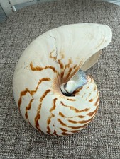 Conchiglia Nautilus naturale -