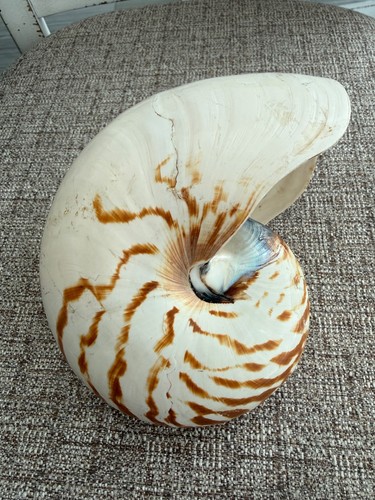 Conchiglia nautilus naturale - nautilus,