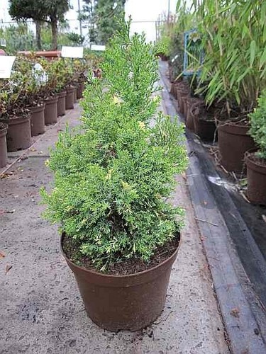 Chamaecyparis obtusa spray
