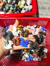 50 pezzi teschio di scoiattolo