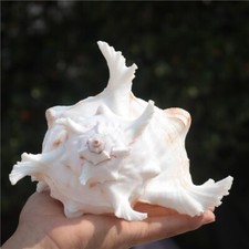 Naturale Ramificata Murex