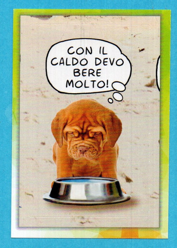 Amici cucciolotti - amici,