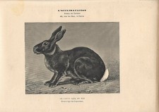 Stampa antica CONIGLIO DI RAZZA NERO E ROSSO 1890 Antique print rabbits