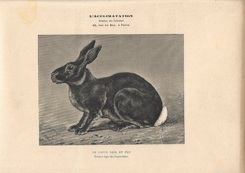 Stampa antica coniglio - coniglio, di