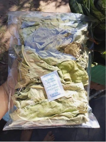 Calotropis procera mela di - calotropis, –