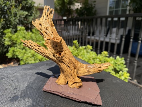 Cholla driftwood acquari pesci - cholla,