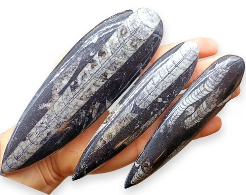 Orthoceras fossile minerale - orthoceras,