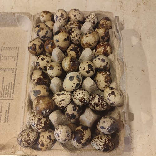 Uova quaglia jumbo - 25,