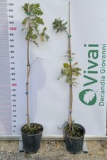 PIANTA DI QUERCUS ROBUR