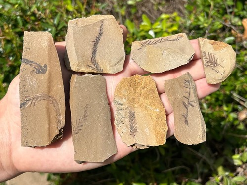 Fossil metasequoia foglie - foglie, in