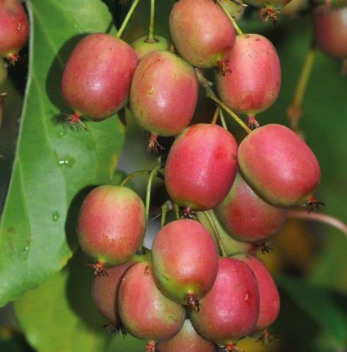 Aktinidia ananasnaya femmina - aktinidia,