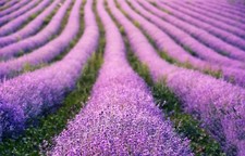 15 LAVENDER VERA SEEDS 🪻 |
