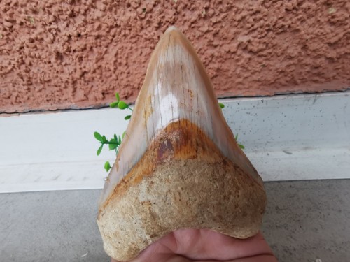 Dente naturale otudus - dente,