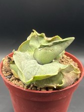 Agave Papilio Platanioïdes -
