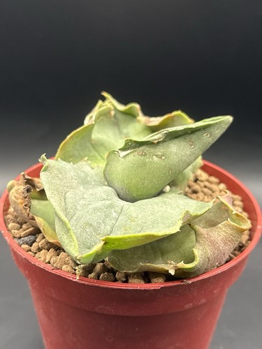 Agave papilio platanioïdes - papilio,