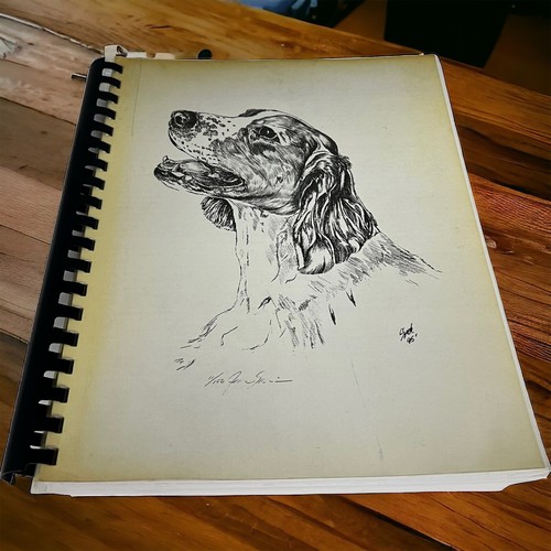 Heartland welsh springer - heartland,