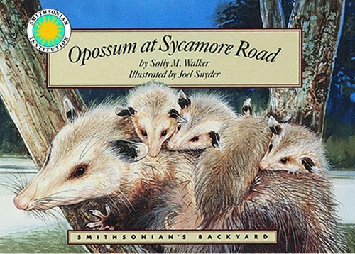 Opossum sycamore road - sycamore,