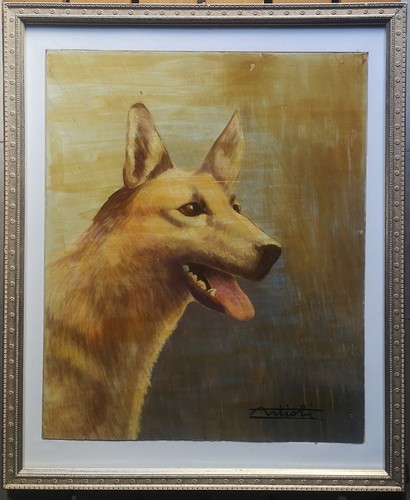 Alfonso artioli cane - cane, pastore