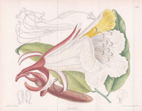 Baikiaea insignis africa - insignis, fiore