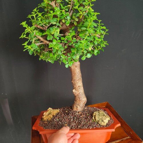 Pre bonsai portulacaria - bonsai, di