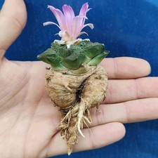 Ariocarpus Fiss. Cv. Godzilla