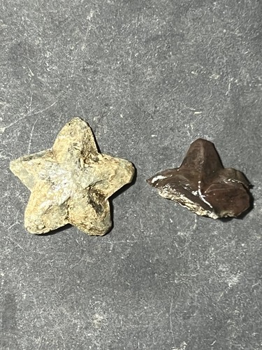 Stelle bavero ww1 ww2 - bavero,
