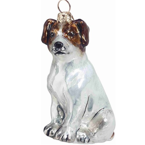 Sitting parsons jack russell - sitting,