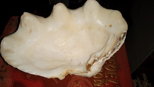 Conchiglia gigante naturale