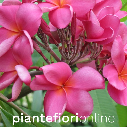 Plumeria charlotte ebert - plumeria,