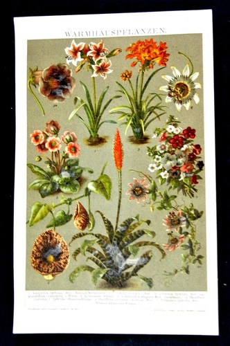 1894 antica stampa - 1894.antica,