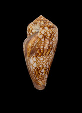 Conchiglia Shell CONUS DALLI