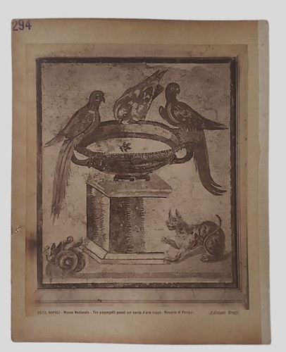 Foto albumina brogi - albumina, animali