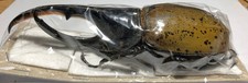Dynastes paschoali maschio - dynastes, paschoali*****maschio