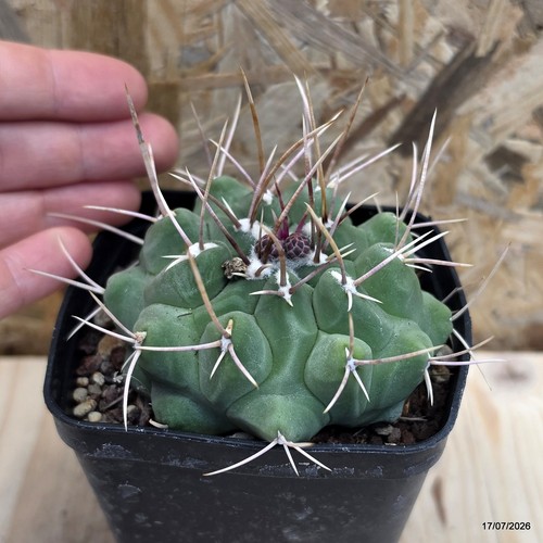 Thelocactus flavus vaso - flavus, 8