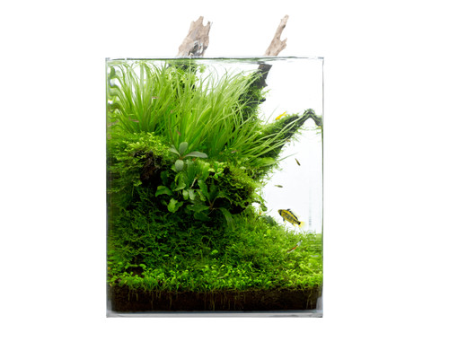 Natureholic classic cube - natureholic,