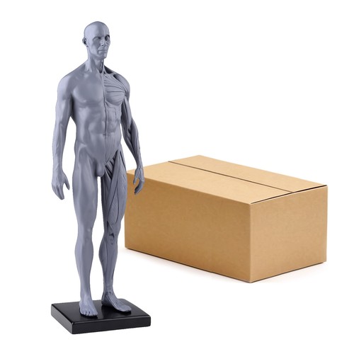 30cm gray human anatomy - gray, model