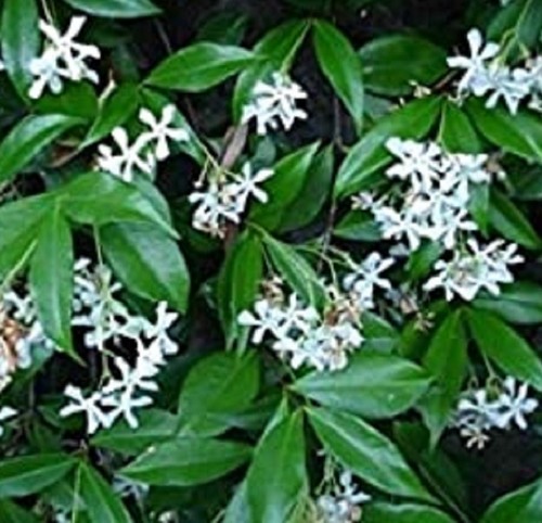 Pianta gelsomino rincospermum - pianta,