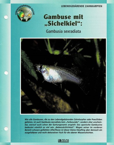 Gambusia sexradiata scheda - gambusia,