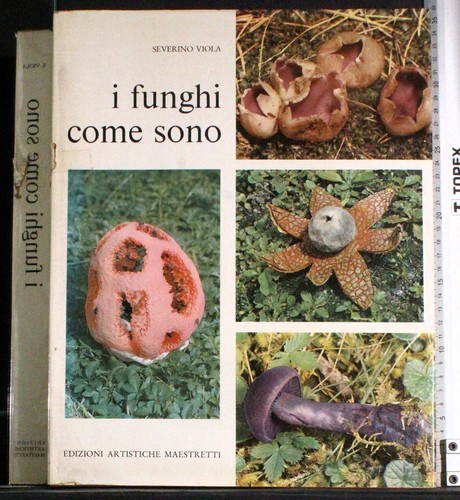 Funghi come sono severino - come,