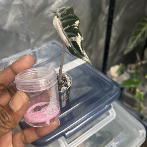 Alocasia pink nobillis - alocasia,