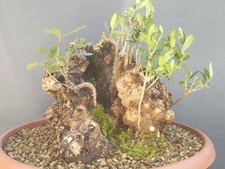 Bonsai Olivastro 30x30cm.Pianta Scavata .Con Alberello Di Quercia Incassonato 🪾